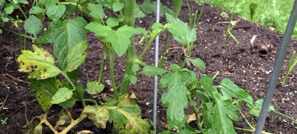 Spots On Tomato Leaves