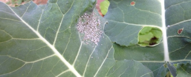 Aphids On Leafy Vegetables