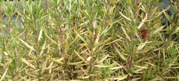 Insects On Rosemary