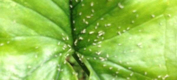 Aphids