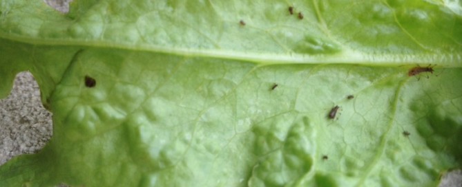 Aphids On Leafy Vegetables