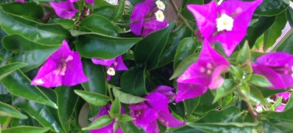 Bougainvillea