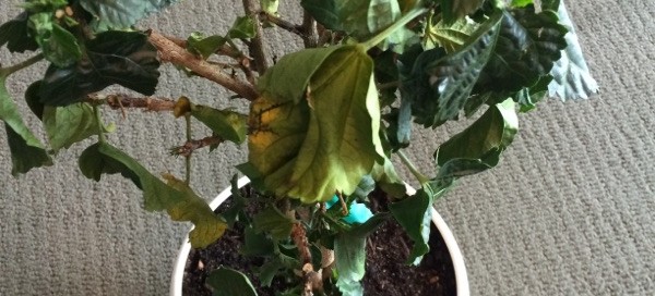 Hibiscus Problem