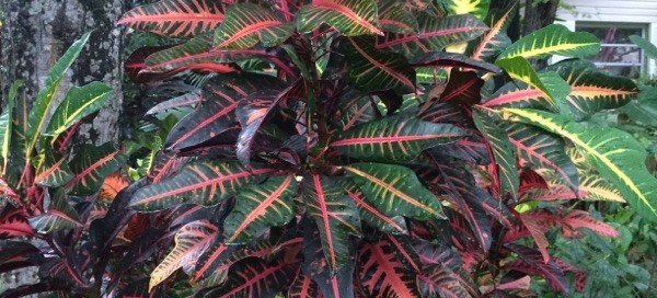 Croton In Florida