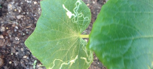 Leaf Miner