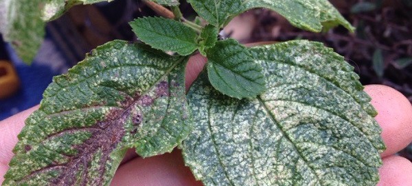 Spider Mites