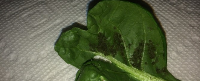 Aphids On Leafy Vegetables