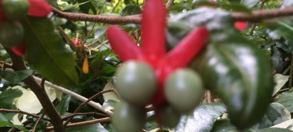 Mickey Mouse Plantbirds Eye Bush