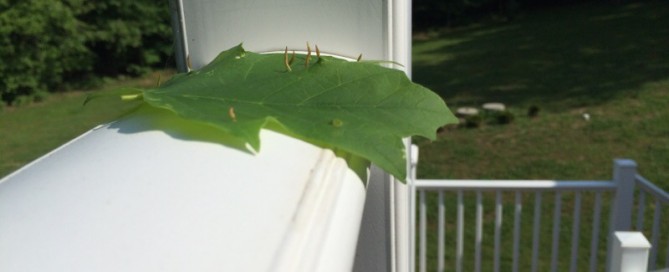 Leaf Gall On Maple