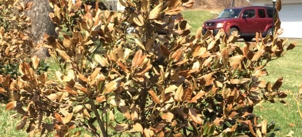 Winter Damage On Holly