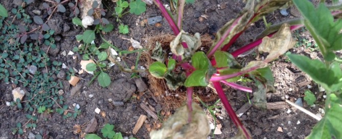 Swiss Chard