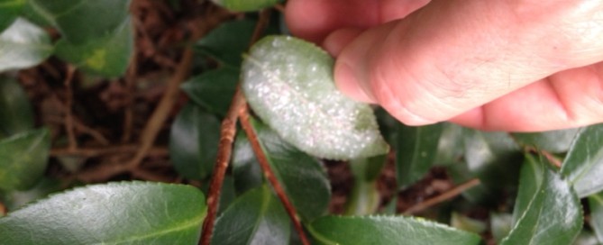 Scale Insects On Camellia