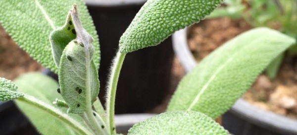 Aphids On Leafy Vegetables