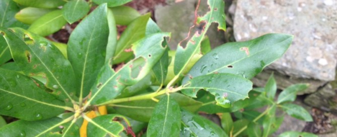 Fungal Leaf Spot On Rhododendron