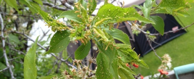 Leaf Gall On Maple