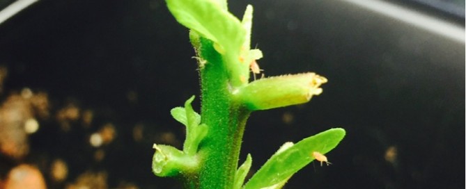 Aphids On Leafy Vegetables