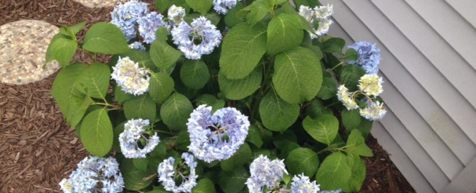 Hydrangea Problem