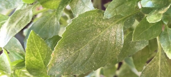 Spider Mites