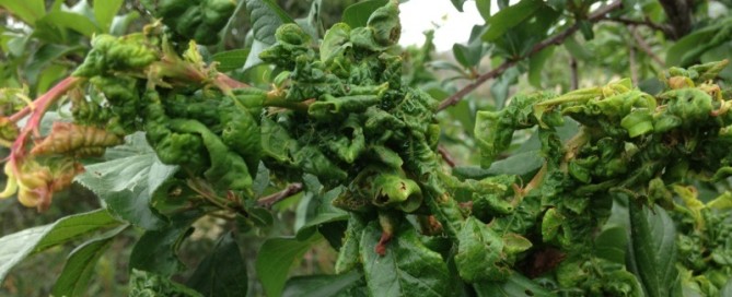 Leaf Curl Plum Aphid