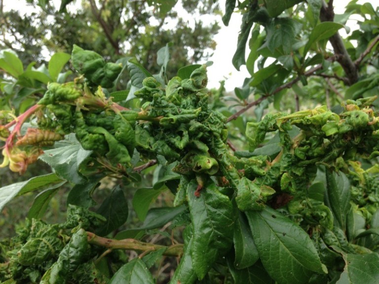 Leaf Curl Plum Aphid - Garden Answers