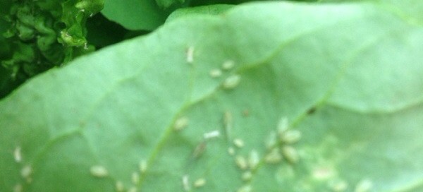 Aphids