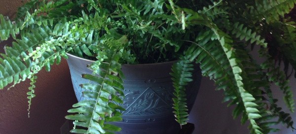 Boston Fern Problem