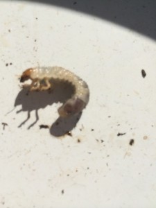 Beetle Grubs In Soil