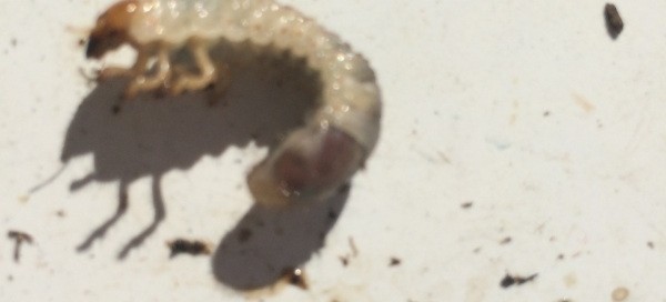 Beetle Grubs In Soil