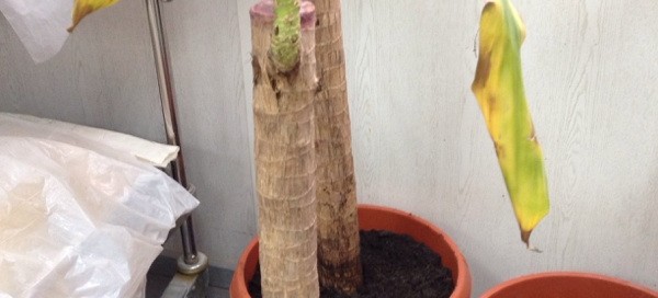 Dracaena Problem