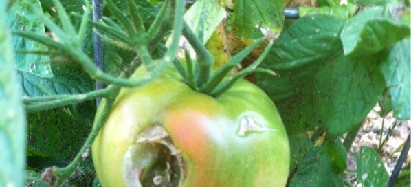 Pests On Tomatoes