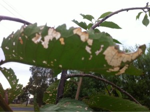 Chewing Insect