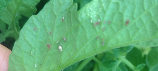 Whitefly