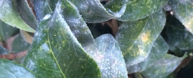 Scale Insects On Camellia