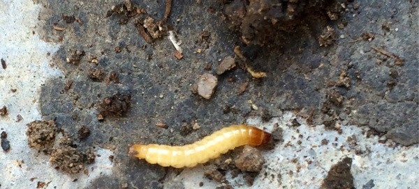 Beetle Or Borer Larvae