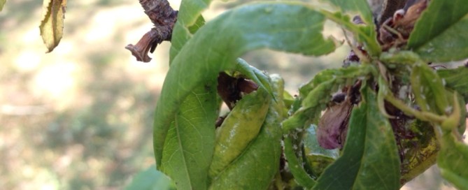 Peach Leaf Curl