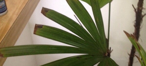 Your Parlor Palm Problem