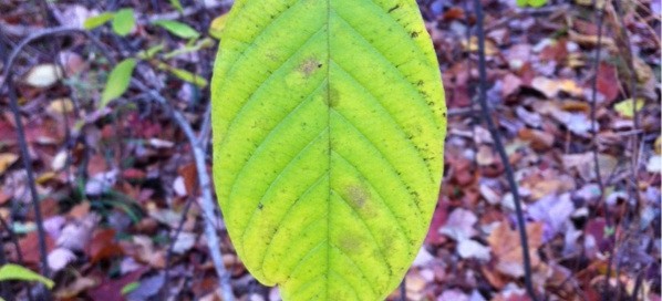 Alder Buckthorn Glossy Buckthorn