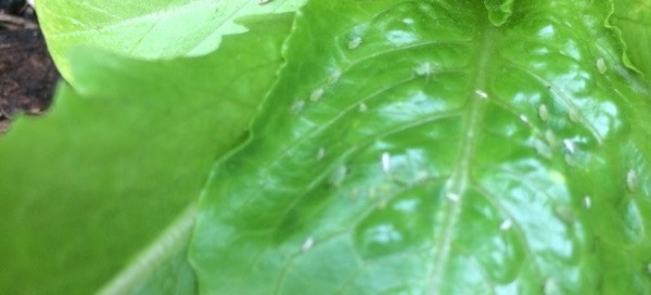 Aphids On Leafy Vegetables