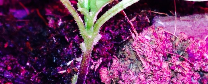 Aphids On Seedlings