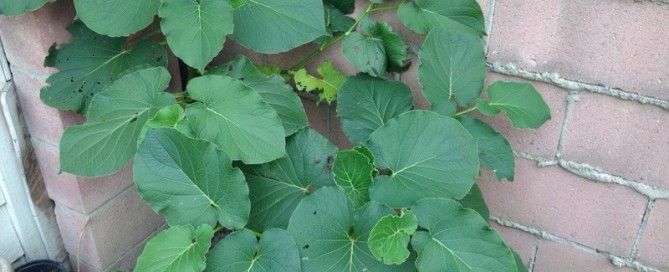 Root Beer Plant Hoja Santa Mexican Pepperleaf