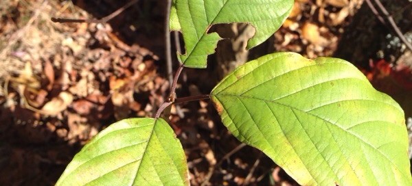 Alder Buckthorn Glossy Buckthorn