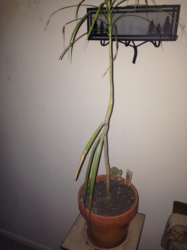 Dracena Repotting