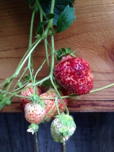 Strawberry Fruit Nubbins