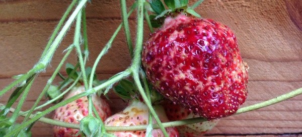 Strawberry Fruit Nubbins