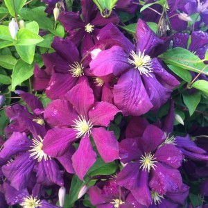 A Clematis