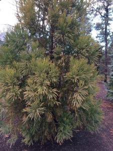 Japanese Cedar