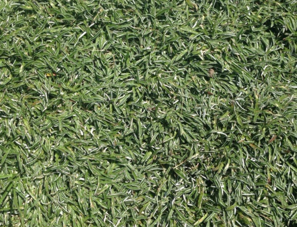 Powdery Mildew On Turf Grass