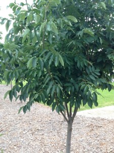 Moreton Bay Chestnut Bean Tree