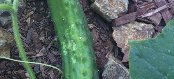 Damage To Cucumber Fruit