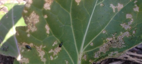 Flea Beetles